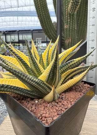 Haworthiopsis limifolia f. variegated