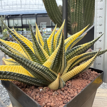 Haworthiopsis limifolia f. variegated