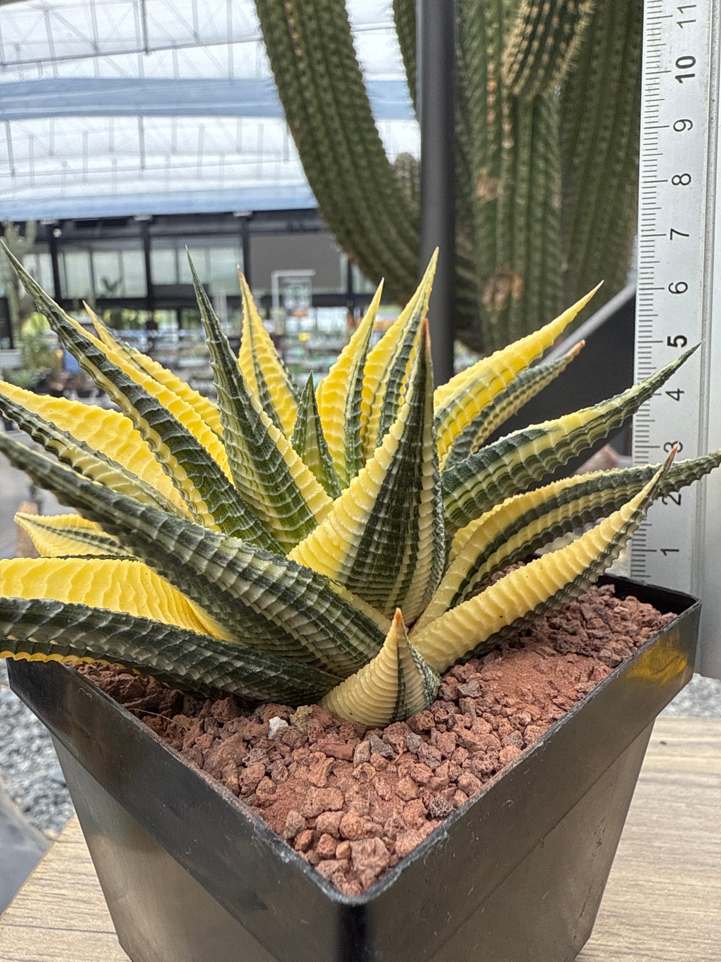 Haworthiopsis limifolia f. variegated