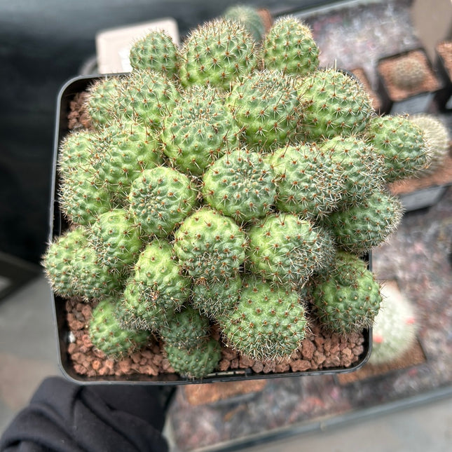 Aylostera pseudodeminuta