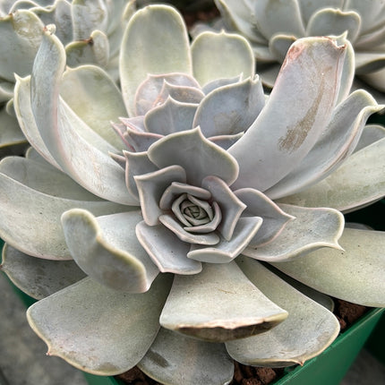 Echeveria simulans x runyonii