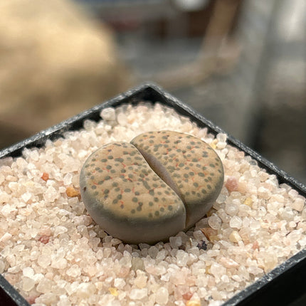 Lithops pseudorruncatella