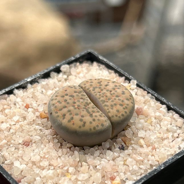 Lithops pseudorruncatella