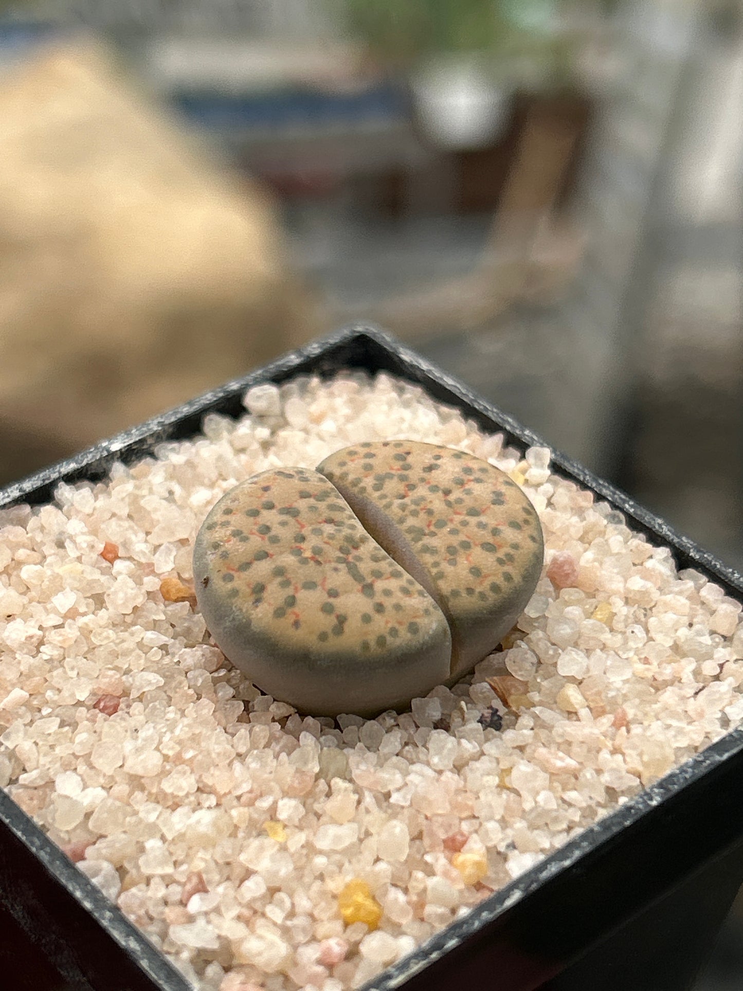 Lithop pseudorruncatella