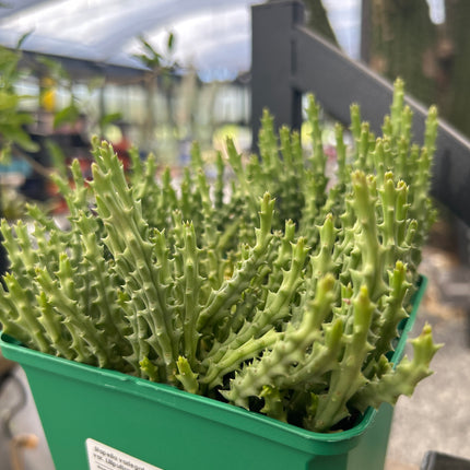 Stapelia variegata var. lilliputean