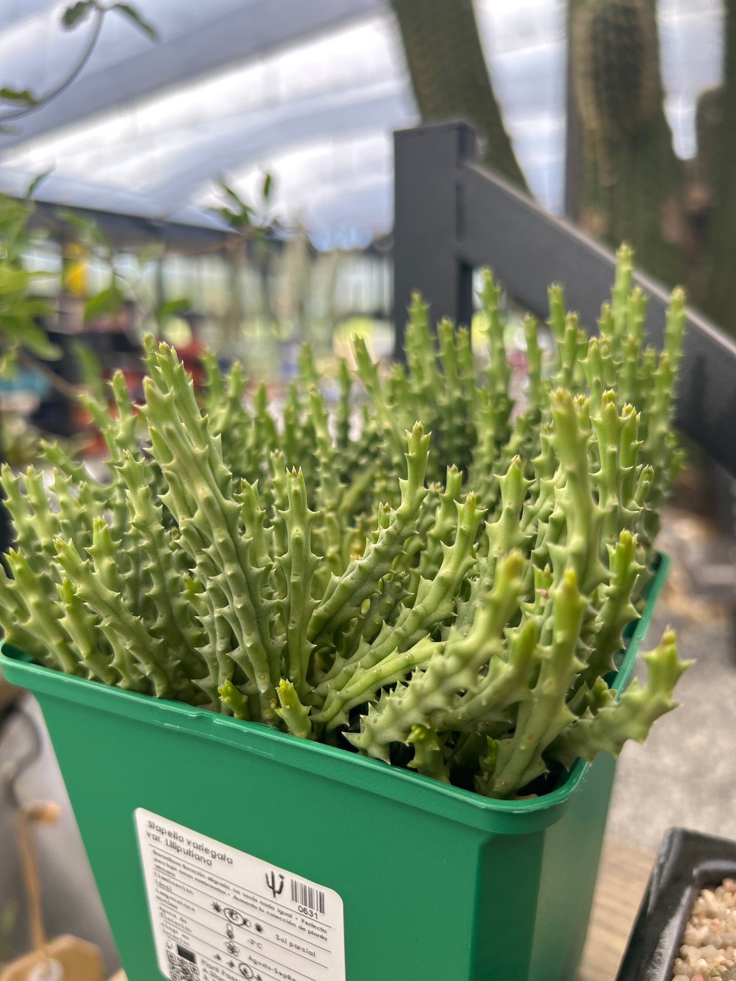 Stapelia variegata var. Liliputaner