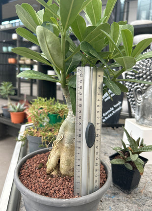 Adenium obesum multiflorum