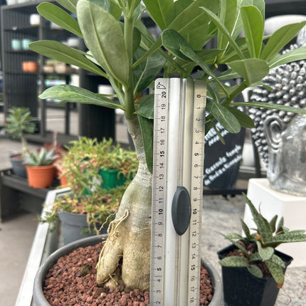 Adenium obesum multiflorum