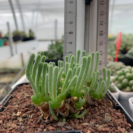 Monilaria moniliformis