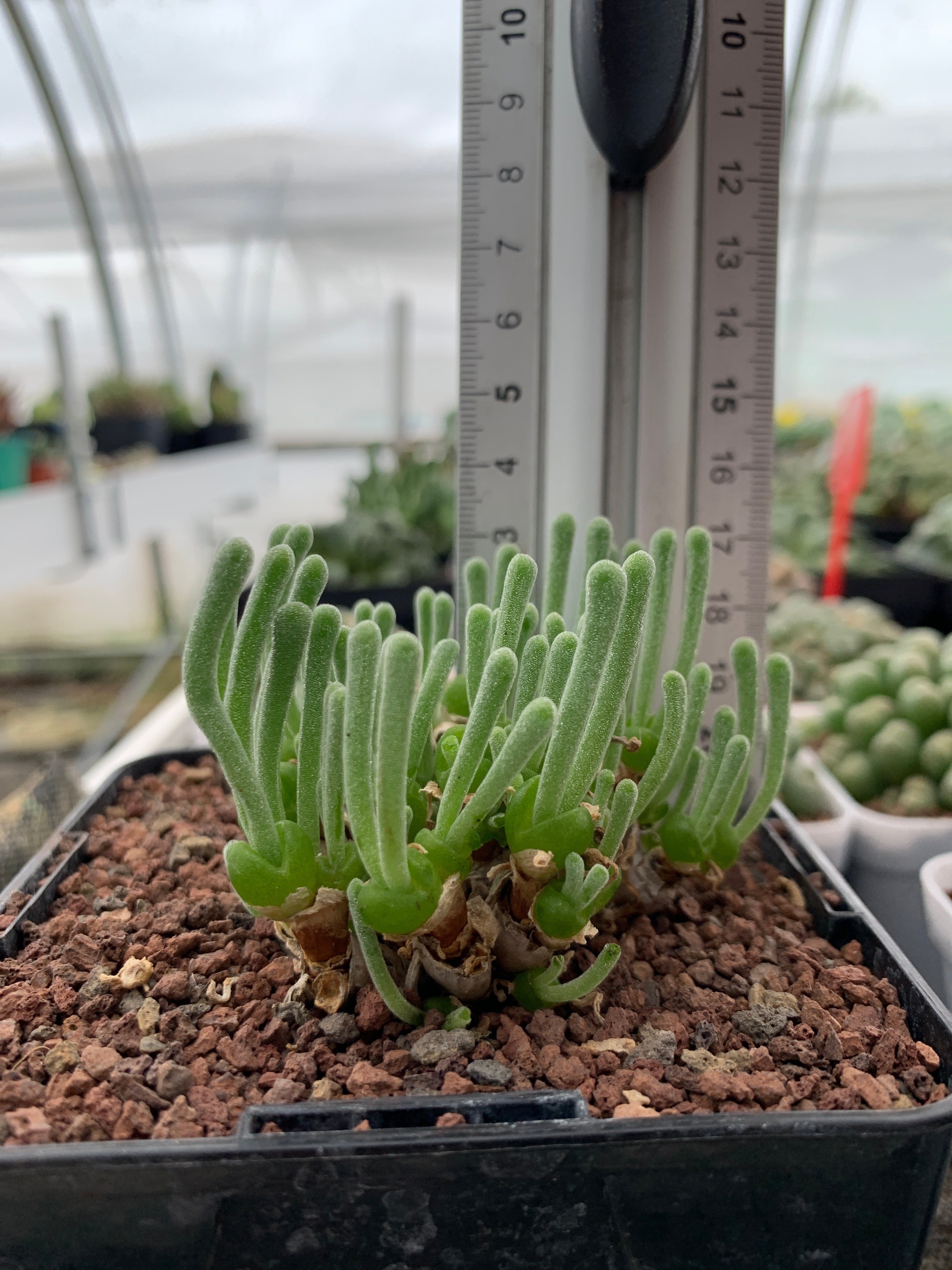 rabbit succulent plants Monilaria moniliformis – DesertSTORE.es