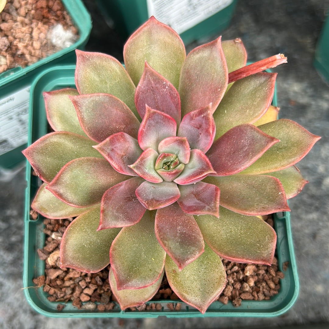 Echeveria ‘Tobarensis’