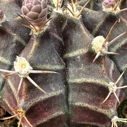 Gymnocalycium stenopleurum var. friedrichii „Agua Dulce“