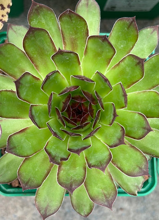 Sempervivum tectorum