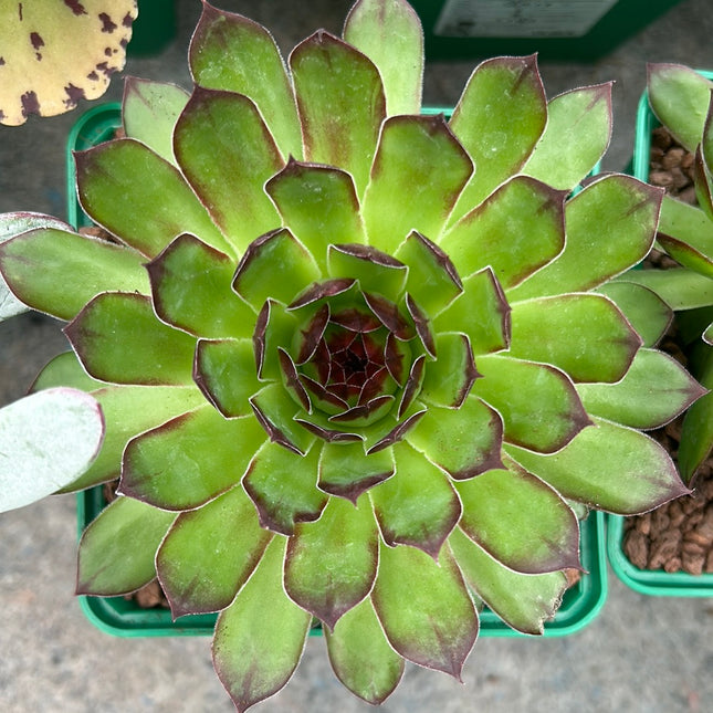 Sempervivum tectorum