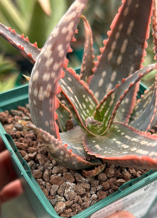 Aloe 'Carola'