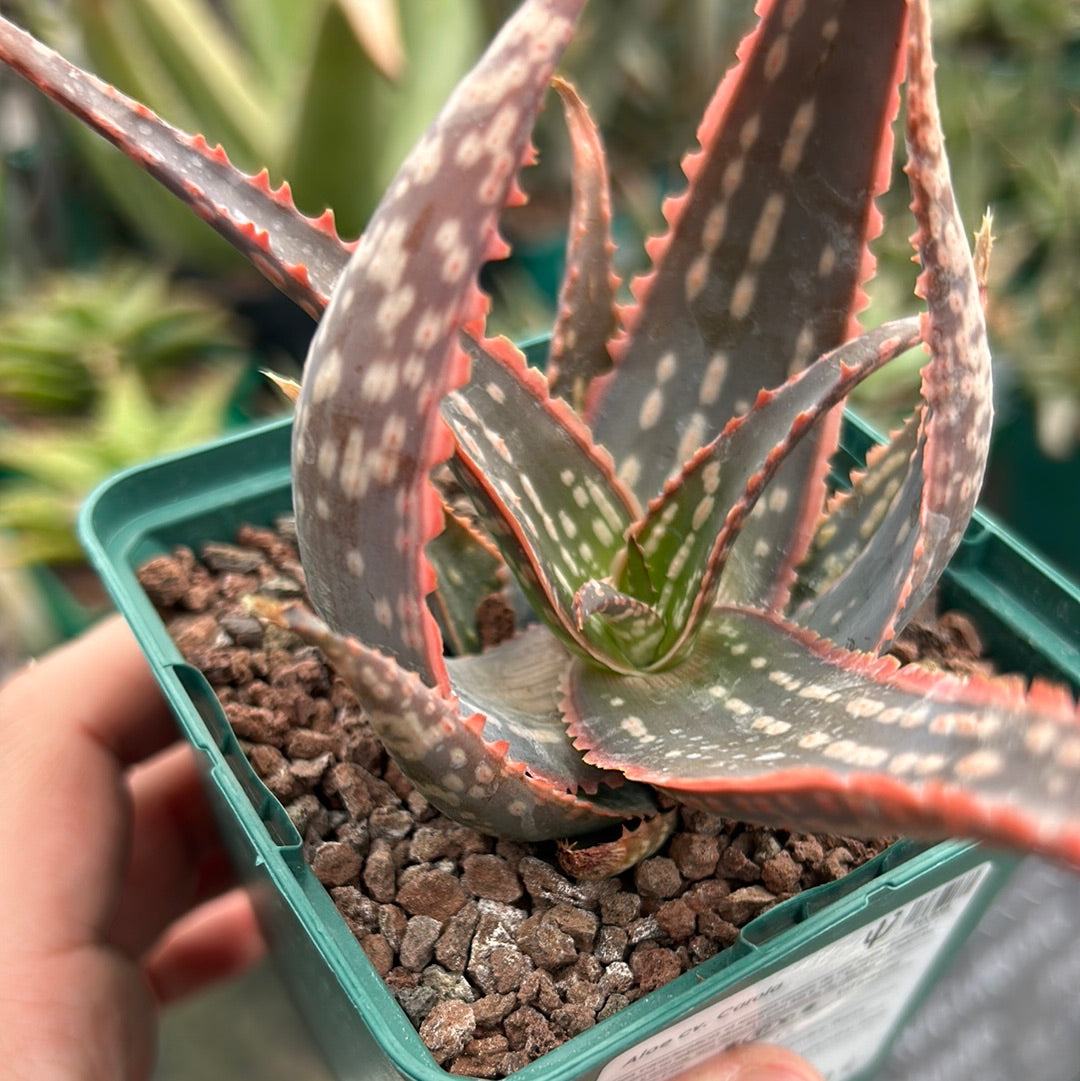 Aloe cv. Carola