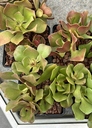 Aeonium glutinosum