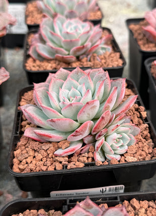 Echeveria 'Tamina'