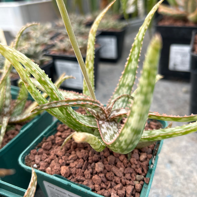 Aloe 'Jurassic Spider'