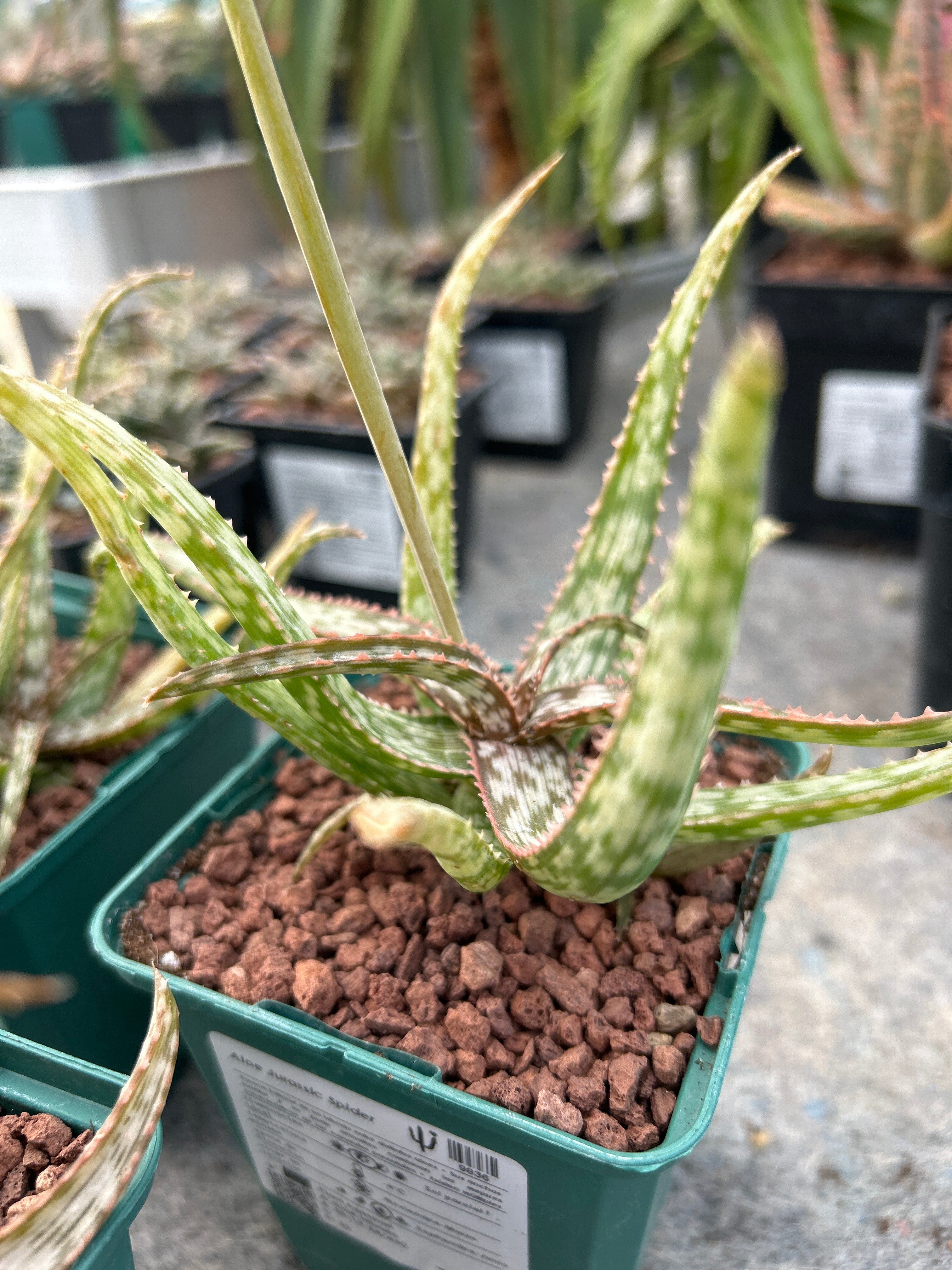 aloe spider plant Aloe 'Jurassic Spider' – DesertSTORE.es
