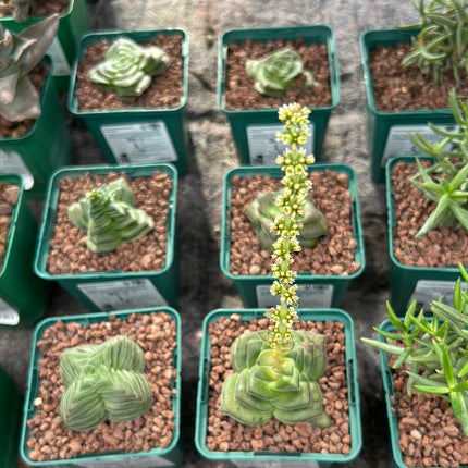 Crassula hemisphaerica 'Peak form'