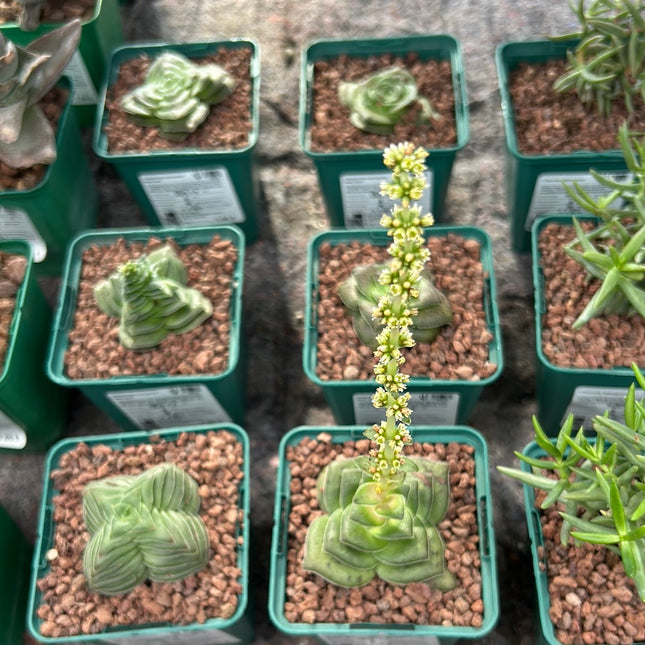 Crassula hemisphaerica 'Spitzenform'