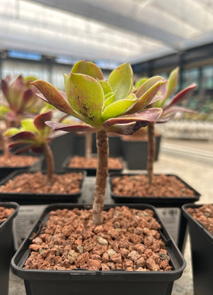 Aeonium-Velours