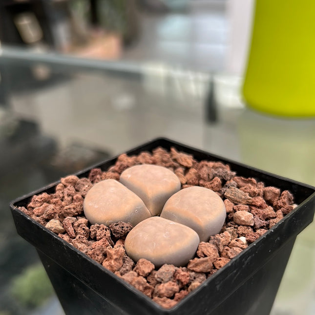 Lithops Karasmontana Opalin