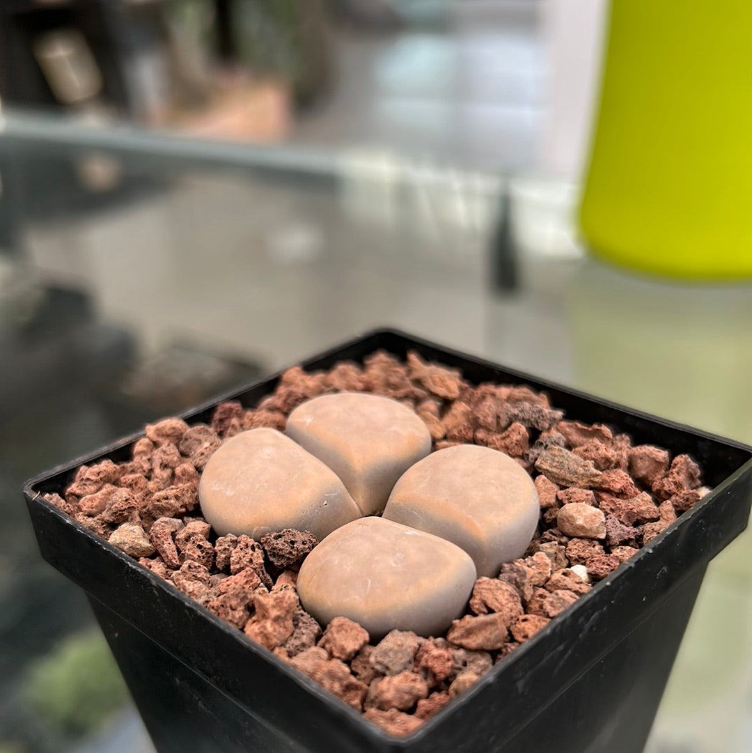 Lithops karasmontana opalina