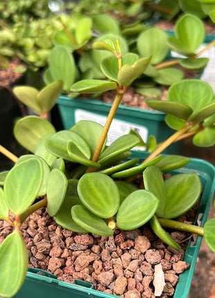 Peperomia “Hope”