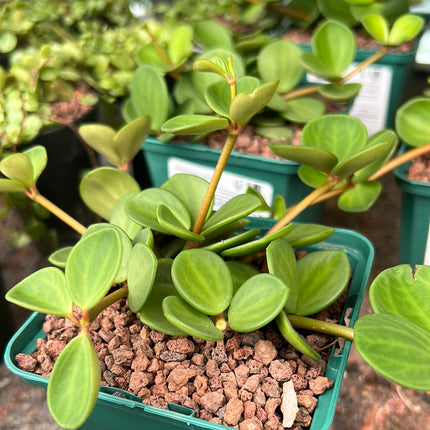 Peperomia “Hope”