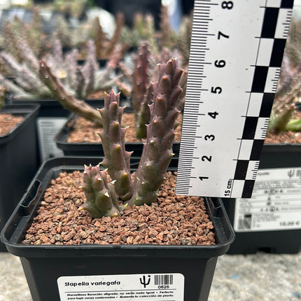 Stapelia variegata