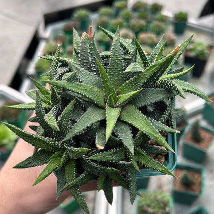 Haworthiopsis attenuata 'Concolor'