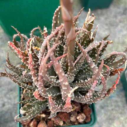 Aloe humilis