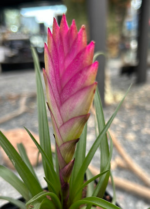 tillandsia cyanea