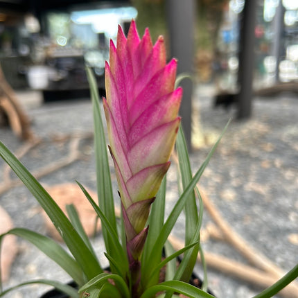 tillandsia cyanea