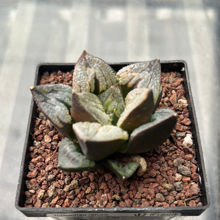 Haworthia pymaea var. fusca