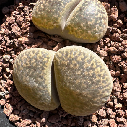 Lithops schwantesii vae. schwantesii  C077