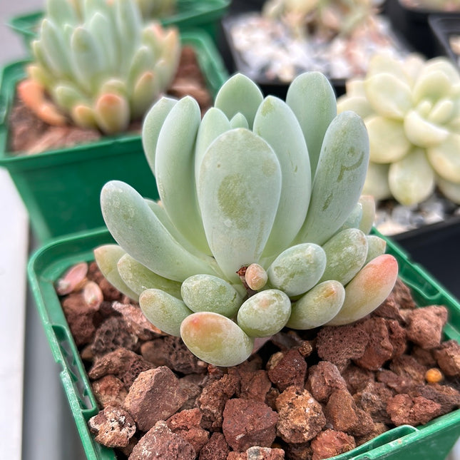 x Pachyveria clavifolia