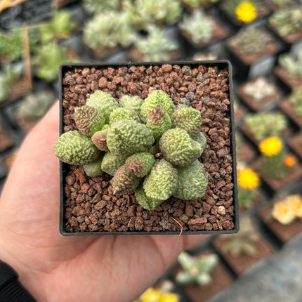 Adromischus marinae f. herrei