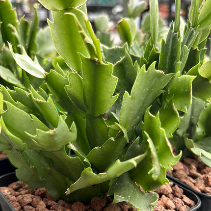 Schlumbergera truncata