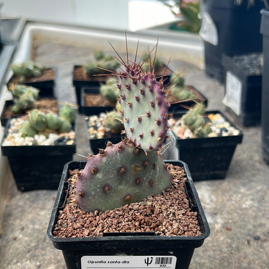 Opuntia santa-rita