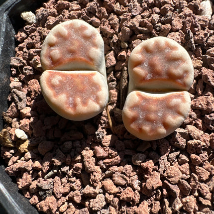 Lithops karasmontana ‘Top Red’
