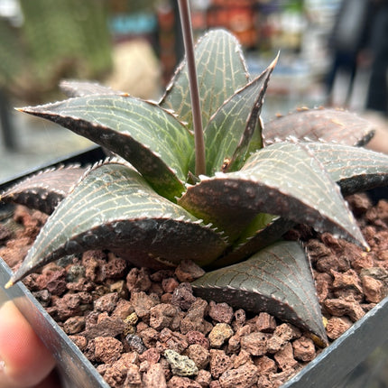 Haworthiopsis tessellata var. tessellata ‘Giant Form’