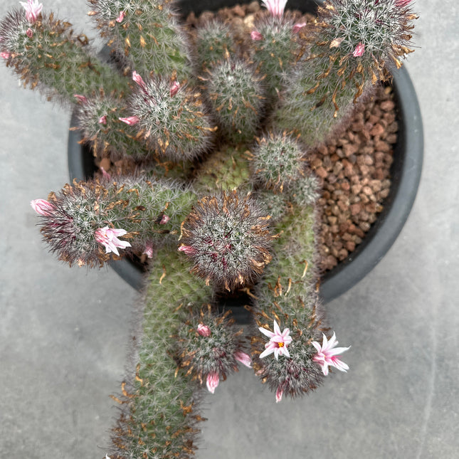 Mammillaria x Cochemiea