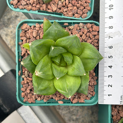 Haworthia 'Cuspitata'