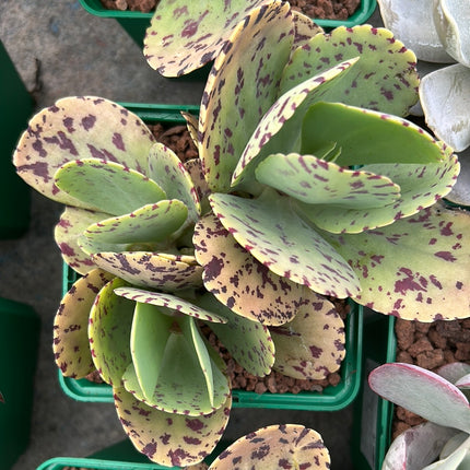 Kalanchoe marmorata