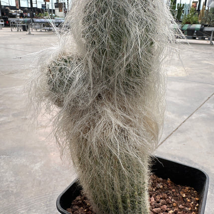 Cephalocereus senilis