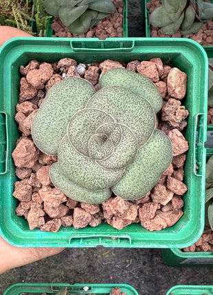 Crassula pseudohemisphaerica