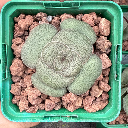 Crassula pseudohemisphaerica